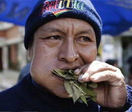 Masticado-virtual-de-coca-en-Europa-apoyara-el-uso-tradicional-de-la-coca