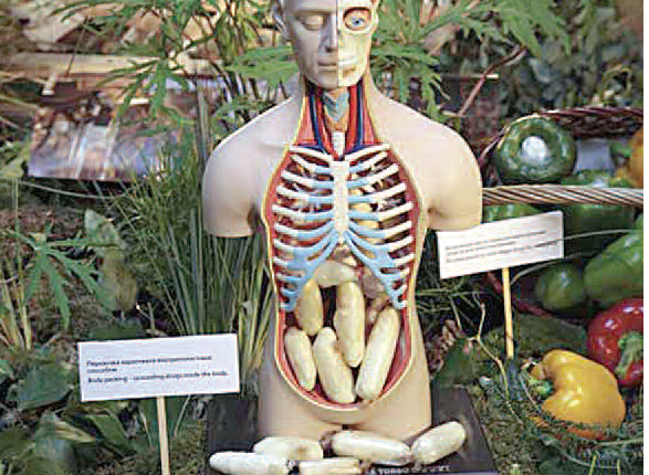 imagen torso y verduras