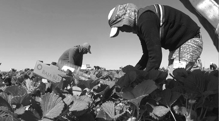 Jornaleros esclavos en el desierto mexicano