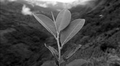 Hoja de coca