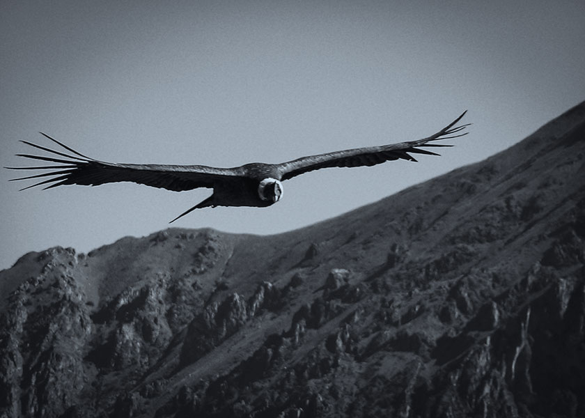 condor