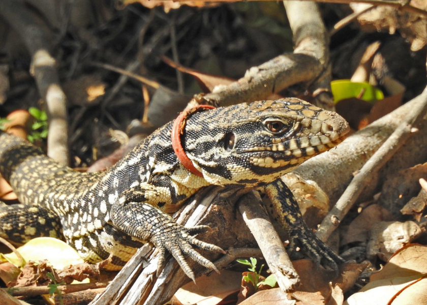 El consumo de plásticos mata cada vez más animales del Litoral