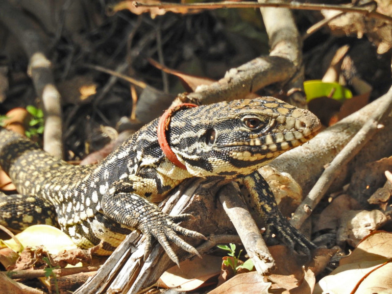 Iguana-PH-Claudia-Vazquez