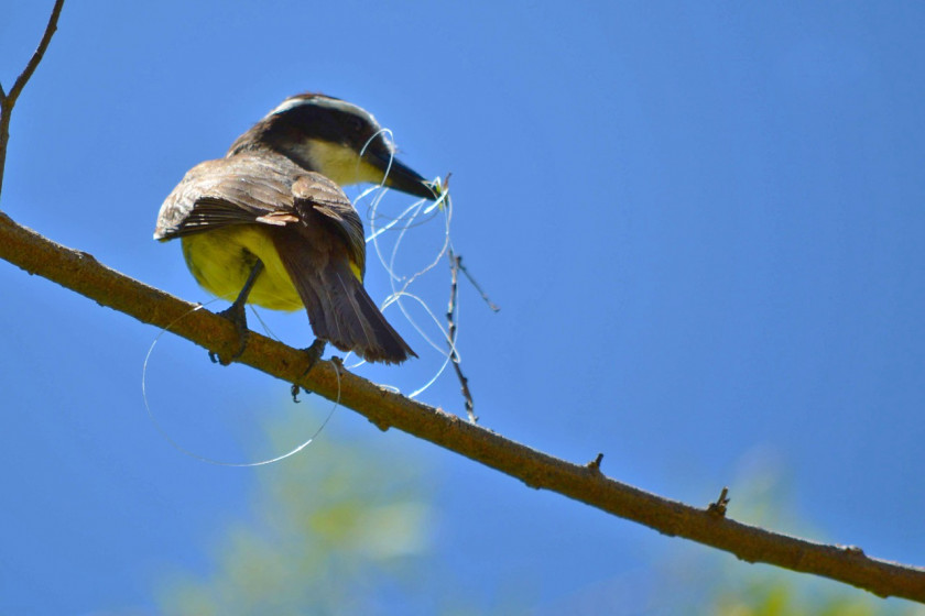 pajaro-1-PH-Cesar-Machado