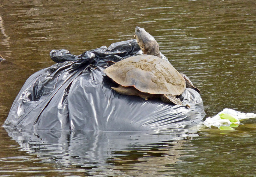 tortuga-bolsa-plastica-PH-Pablo-Capovilla