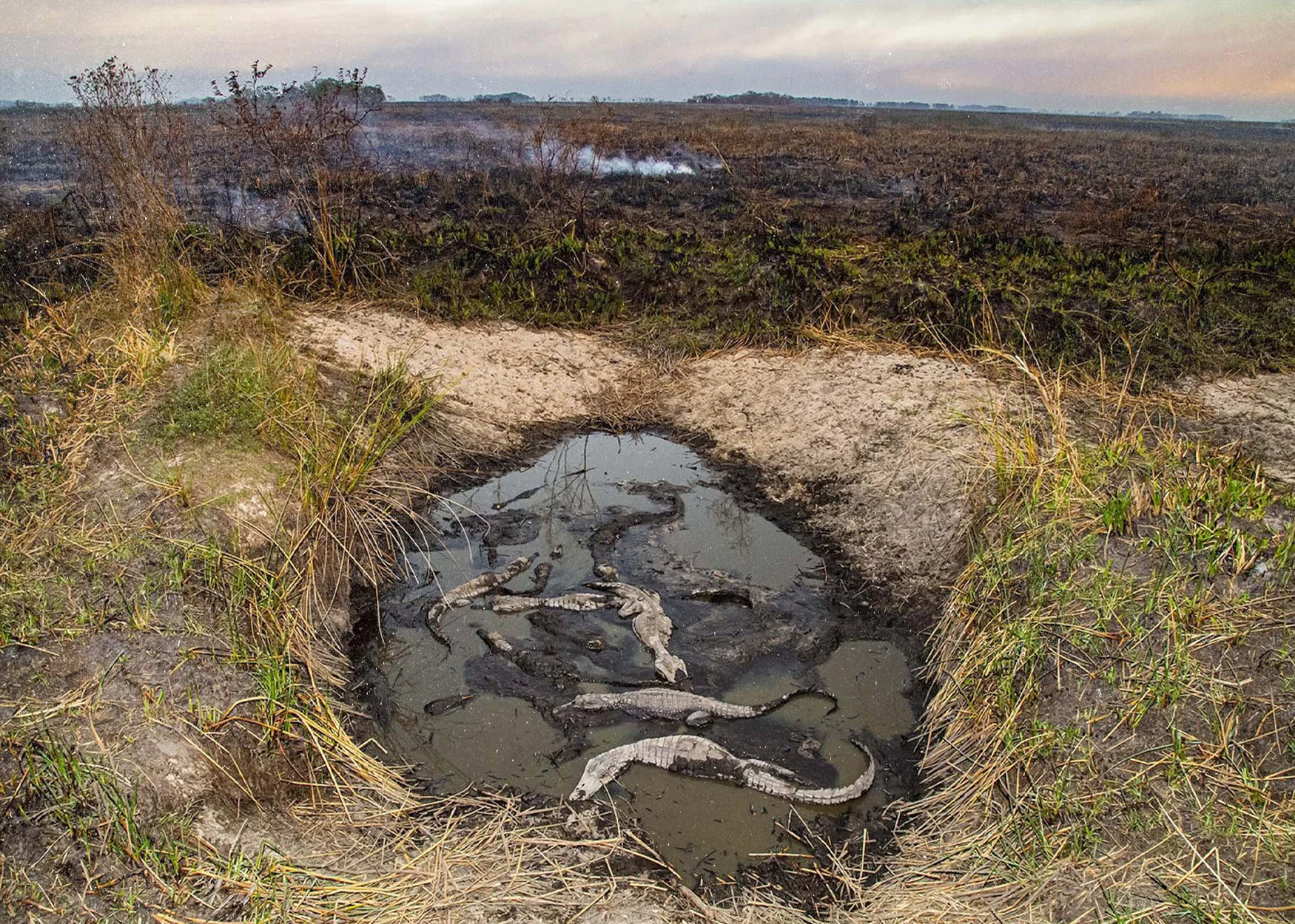 Ni los Esteros del Iberá cuidan