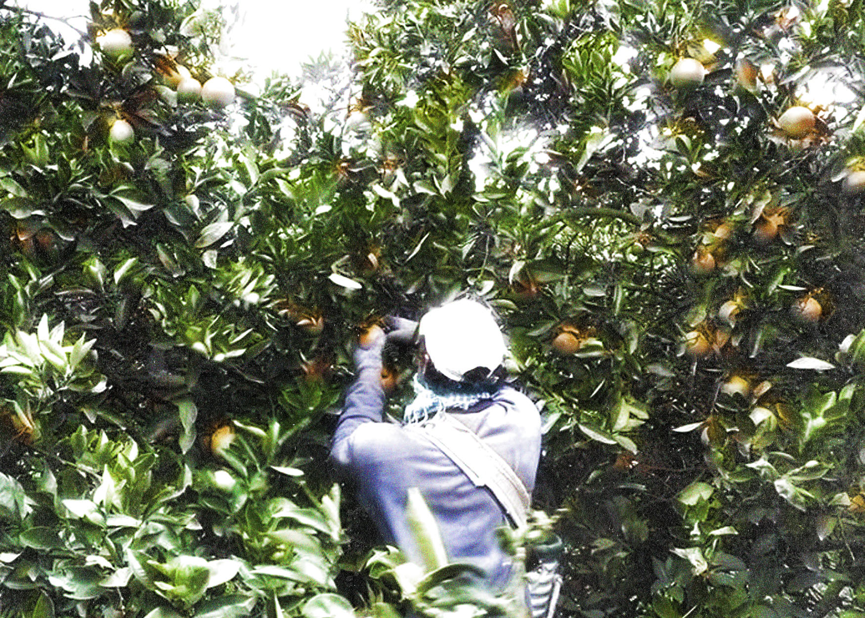 Esclavizados: así vivían 66 trabajadores wichí en una cosecha de limones